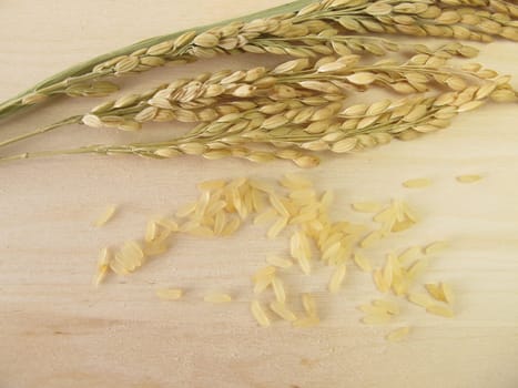 Rice panicles