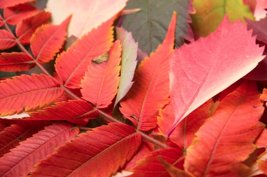 Collection of various red and green leaves/sheets in portrait / vertical