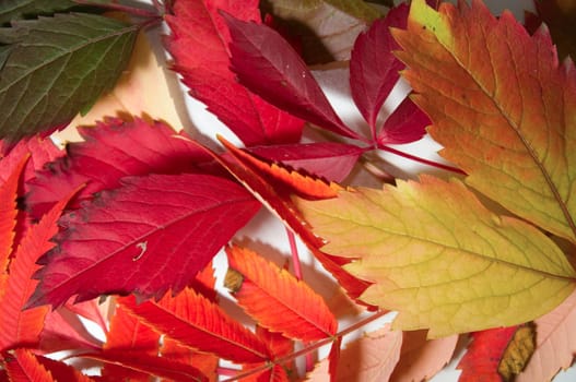 Collection of various red and green leaves/sheets in portrait / vertical