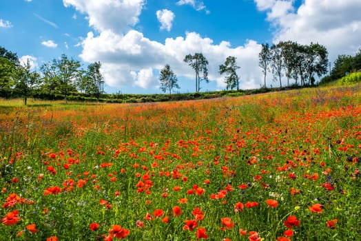 red poppy field dordogne perigord France