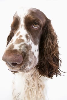 English Springer Spaniel