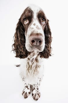 English Springer Spaniel