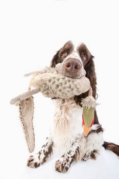 English Springer Spaniel