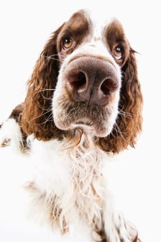English Springer Spaniel