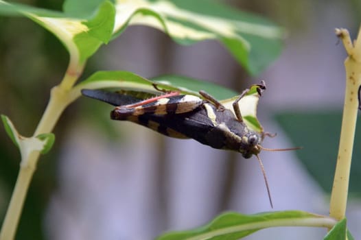 Black and yellow grasshopper