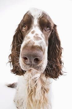 English Springer Spaniel