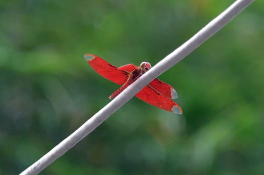 Tightrope walker