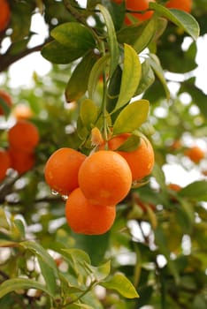 Orange tree