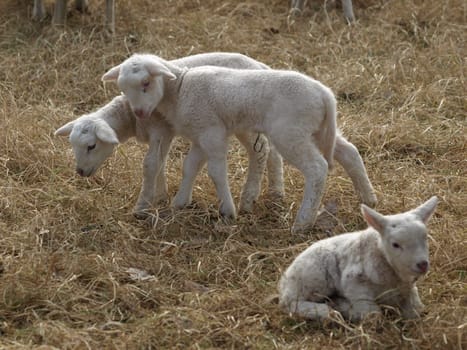 Lambs