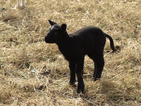 Lamb