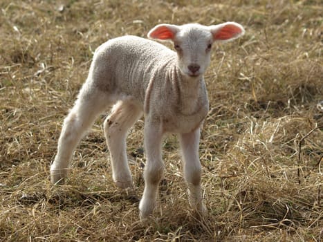 Lamb