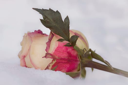 Rose as a farewell