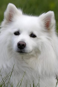 White Spitz