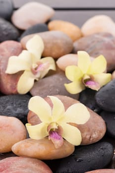 Green and yellow orchid on zen stone on a wooden deck