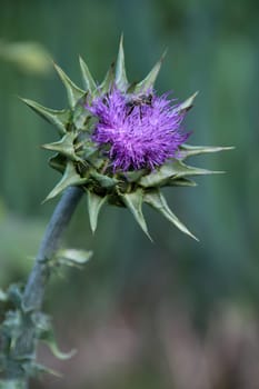 Milk thistle with bee