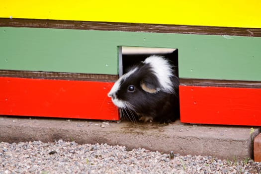 Guinea pig