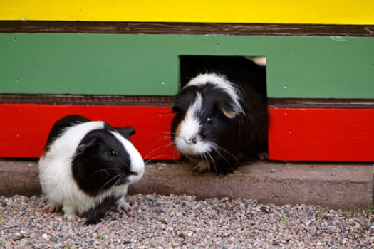 Guinea pig