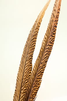 A pair of golden pheasant feathers