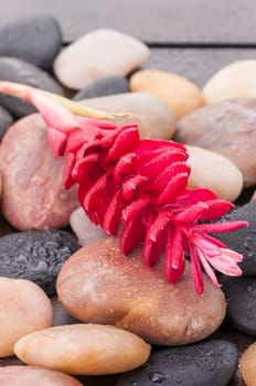 Red Ginger flower on zen stones on a wooden deck