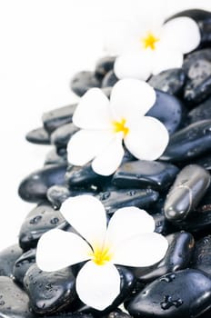 White Plumeria flower on black zen stones with water drops