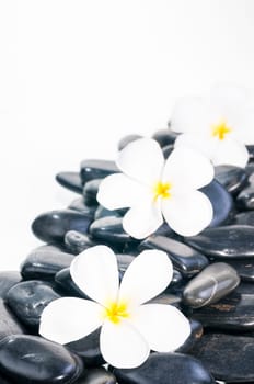 White Plumeria flower on black zen stones with water drops