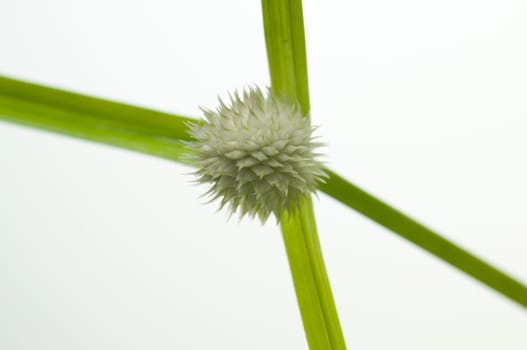Wild grass flower close up