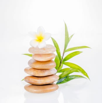 A plumeria on yellow river stone and a bamboo plant at the background