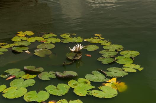 White water lily flower in lake