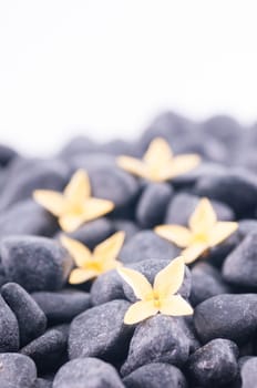 Yellow Ixora flower extreme close up on black zen stone
