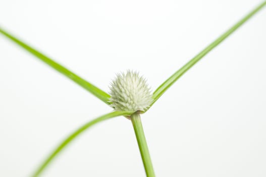 Wild grass flower close up