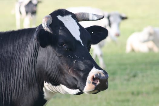 Portrait of a black cow
