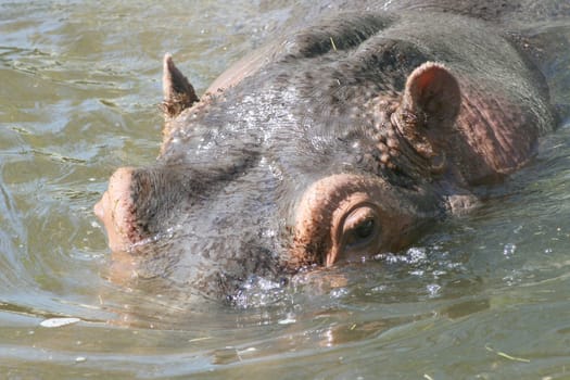 Portrait shot of a hippo in the water