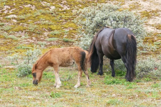 Two Shetland ponies grazing in a sand dune
