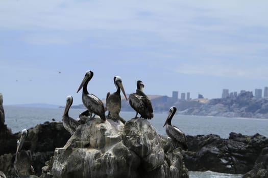 Beaches of Valparaiso, Vina Del Mar, Chile