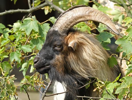 Billy goat