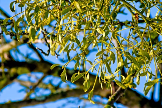 Mistletoe