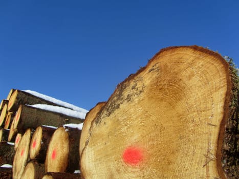 Firewood