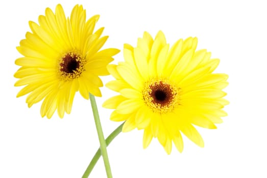 two yellow gerbera blossoms, isolated on white