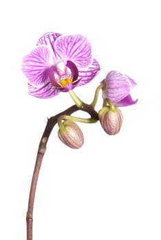 white and purple orchid blossoms, isolated on white
