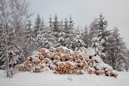Long wood in winter snow