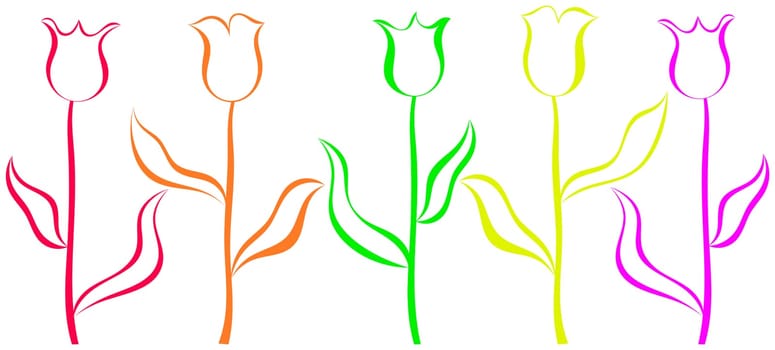 Tulips graphic colors - on white background