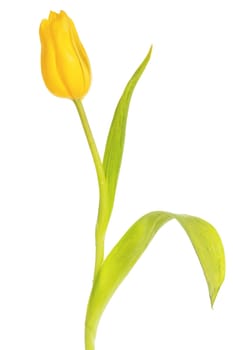 Beautiful yellow tulip, isolated on white background
