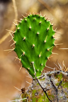 A closeup view of a green cactus leaf