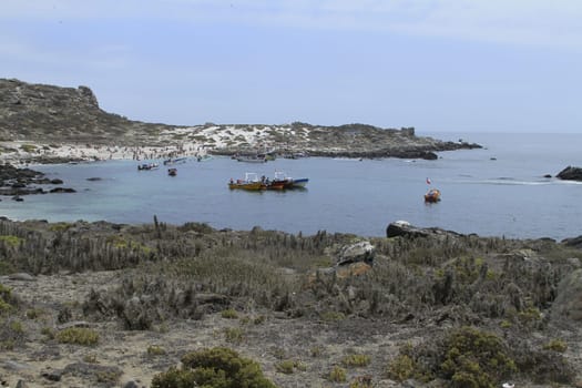 Isla Damas near La Serena Chile