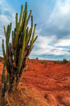 Tall cactus towering over a red desert landscape