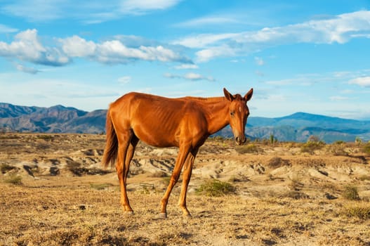 Young horse in a desert bathed in early morning sunlight