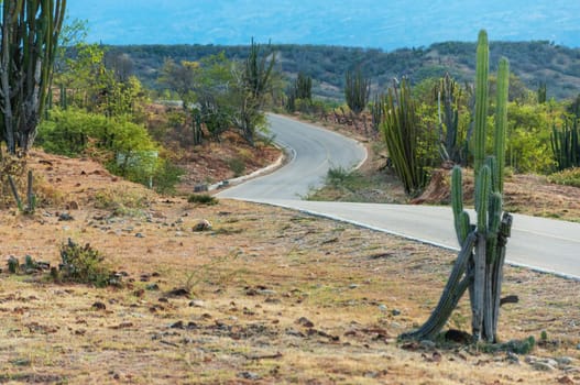 View of winding road and cactus in Colombian desert