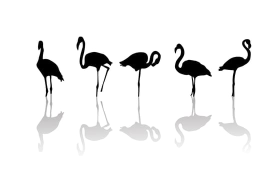 Outline drawing of flamingo birds and relfection