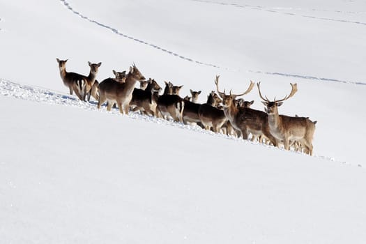 A herd of fallow deer in the deep snow