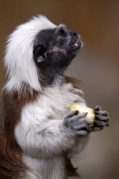 Lisztaffe with apple piece
